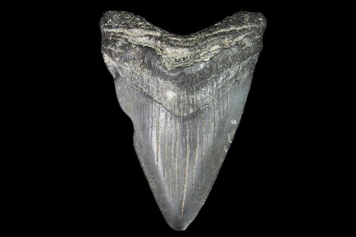 Juvenile Megalodon Tooth - Georgia #101381